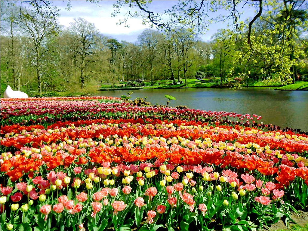 Tulip Amsterdam