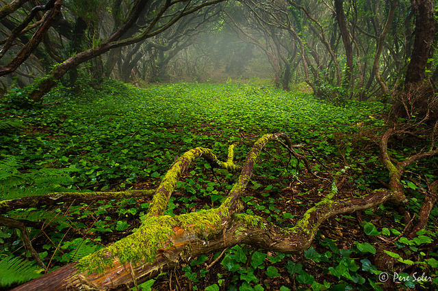 Khám phá khu rừng Laurisilva ở đảo Madeira