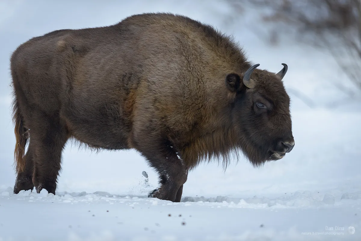 Bò rừng bison châu Âu