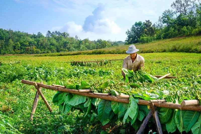 Tham quan cánh đồng thuốc lá Vinales