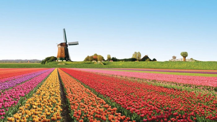 cánh đồng hoa tulip