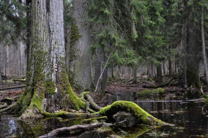Rừng Bialowieza